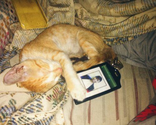 Clingy? Yes, he sleeps besides me and my company id.
